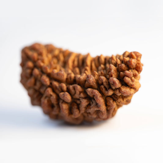 Energised Rudraksha - 1 Mukhi (Half Moon) - Lab Certified