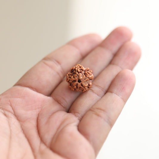 Energised Rudraksh - 1 Mukhi (Round)