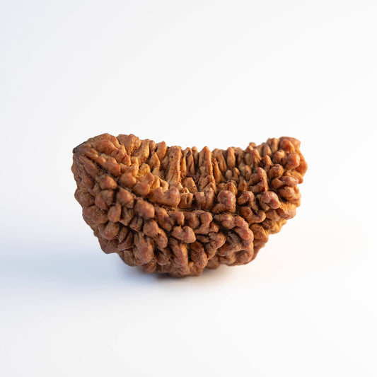 Energised Rudraksha - 1 Mukhi (Half Moon) - Lab Certified