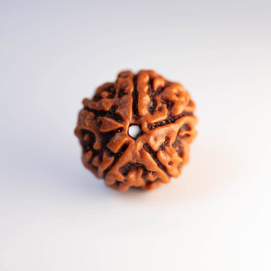 Energised Rudraksh - 5 Mukhi (Round) - Lab Certified